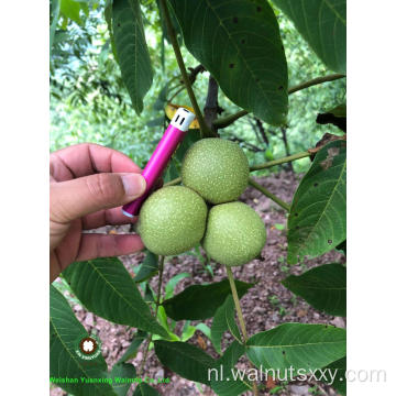 Hot Sales Chinese Walnut Kernels Light Color Helften (LH)
